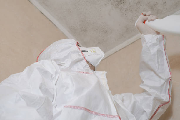 Best Mold Damage Repair  in Shively, KY